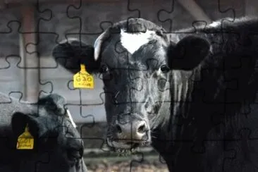 MARSU jigsaw puzzle