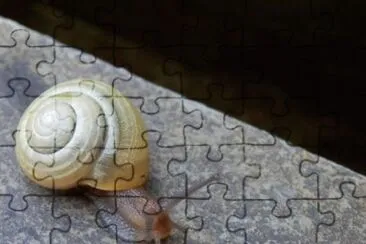 MARSU jigsaw puzzle