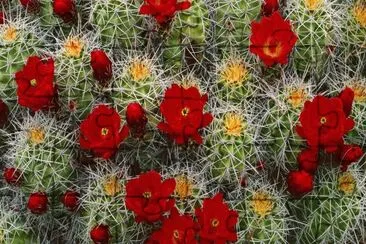The Desert in Color