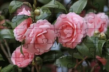 פאזל של Camelia Bloom