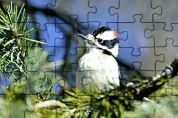 MARSU jigsaw puzzle