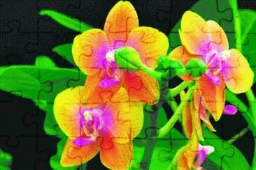 פאזל של Closeup Orchids