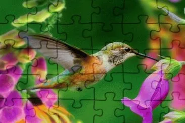 Hummingbird jigsaw puzzle