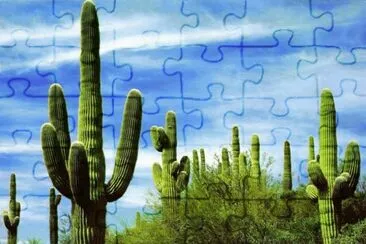 Saguaro in the Arizona Desert