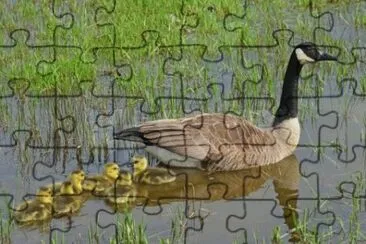 MARSU jigsaw puzzle