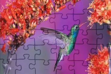 Colibri jigsaw puzzle