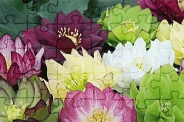 Helleboris