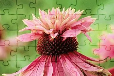 Garden Flower