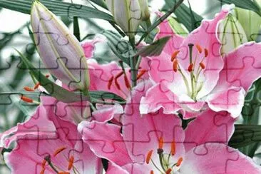 Lilies