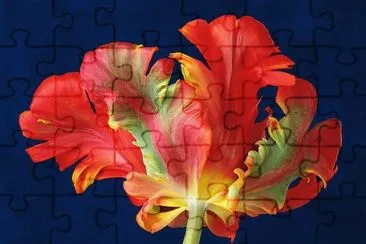 Parrot Tulip