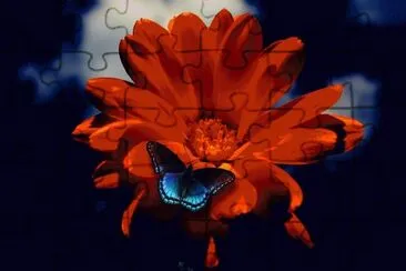 Butterfly on Orange Flower