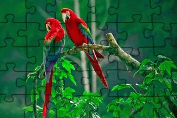 GUACAMAYOS jigsaw puzzle