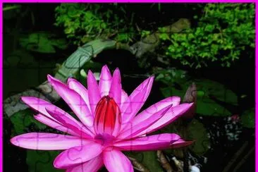 fleurs: lotus jigsaw puzzle