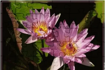 fleurs: nenuphar jigsaw puzzle