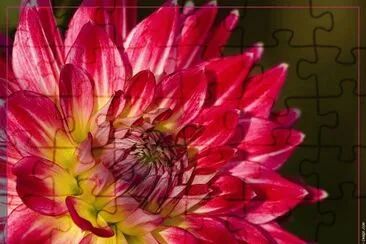 fleurs: dahlia jigsaw puzzle