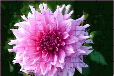 fleurs: dahlia jigsaw puzzle