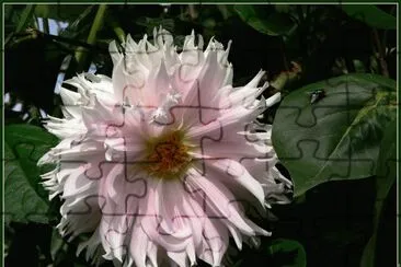 fleurs: dahlia jigsaw puzzle