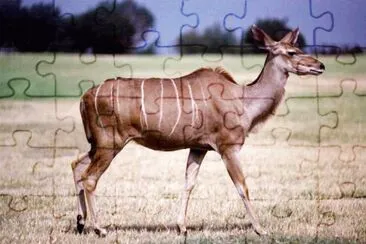 MARSU jigsaw puzzle