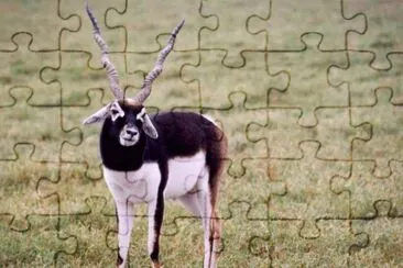 MARSU jigsaw puzzle