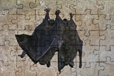 MARSU jigsaw puzzle