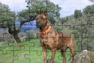 Alano EspaÃ±ol jigsaw puzzle