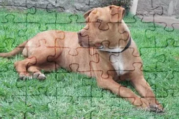 American Pit Bull Terrier jigsaw puzzle