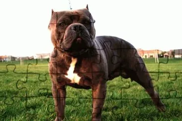 American Bully jigsaw puzzle
