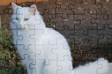 פאזל של Angora