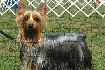 Australian Silky Terrier jigsaw puzzle