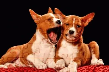 Basenji jigsaw puzzle