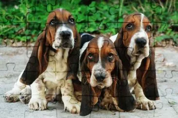 Basset Hound