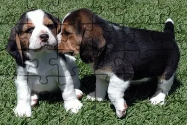 Beagle jigsaw puzzle