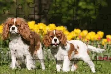 Cavalier King Charles Spaniel jigsaw puzzle