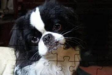 Chin Japones jigsaw puzzle
