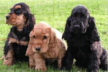 Cocker Spaniel Ingles jigsaw puzzle