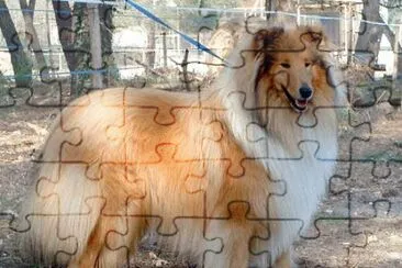 Collie jigsaw puzzle