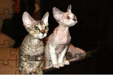 Devon Rex jigsaw puzzle