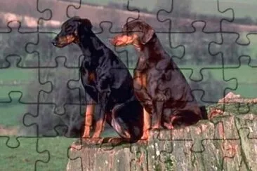 Doberman jigsaw puzzle