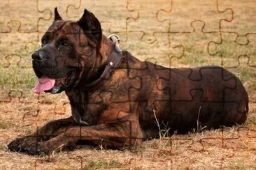 Dogo Canario