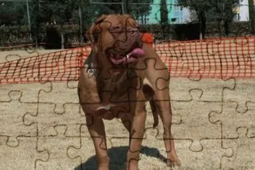 Dogo de Burdeos
