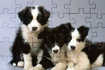Border Collie jigsaw puzzle