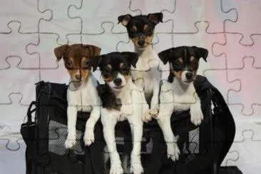 Fox Terrier de pelo liso