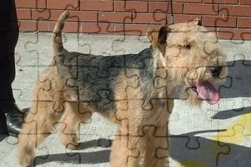 Fox Terrier de pelo duro