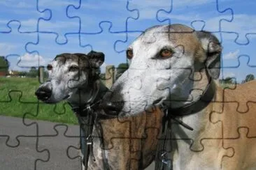 Galgo EspaÃ±ol jigsaw puzzle