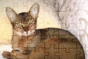 Abisinio jigsaw puzzle