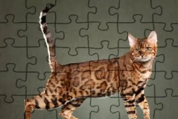 Bengali jigsaw puzzle