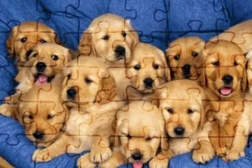 Golden Retriever jigsaw puzzle
