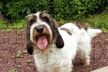 Gran Basset Grifon Vendeado jigsaw puzzle