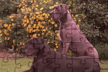 Gran Danes jigsaw puzzle