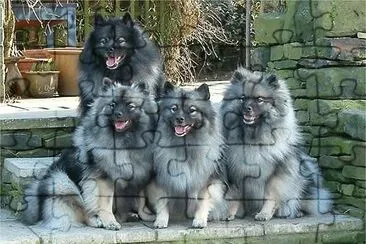 Keeshond jigsaw puzzle